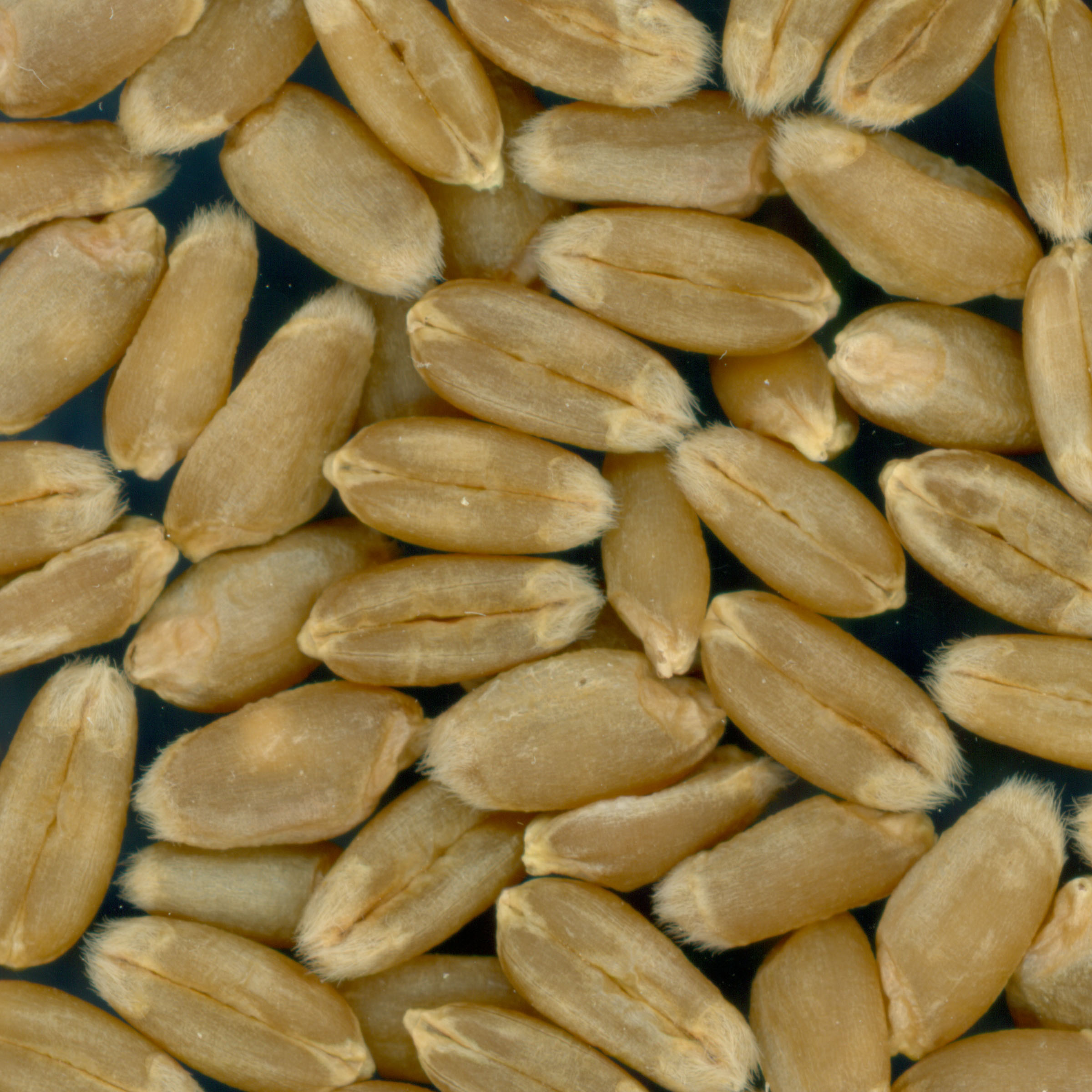 KERNELS